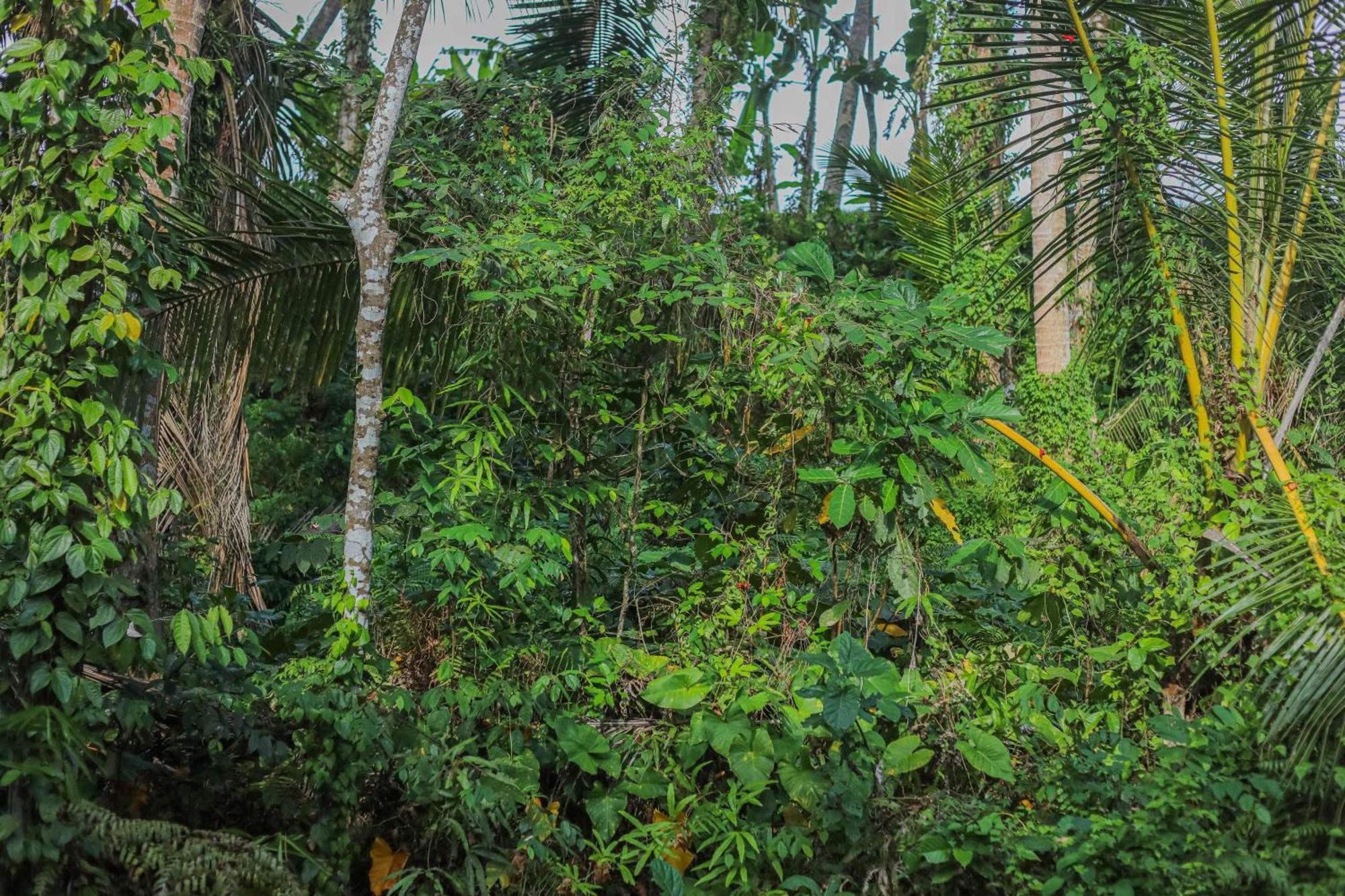 Shankara Accomodation Ubud Extérieur photo